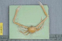 藏品(象牙長螯蟹)的圖片